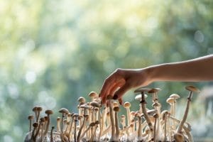 Microdosing Mushrooms for ADHD