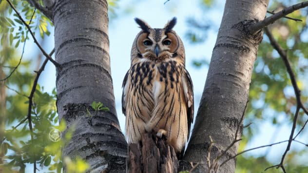 Organised Owl ADHD superpower